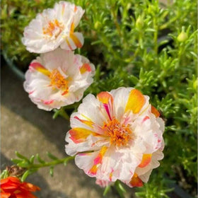 Mixrug Portulaca grandiflora seedling ready to brighten sunny borders.