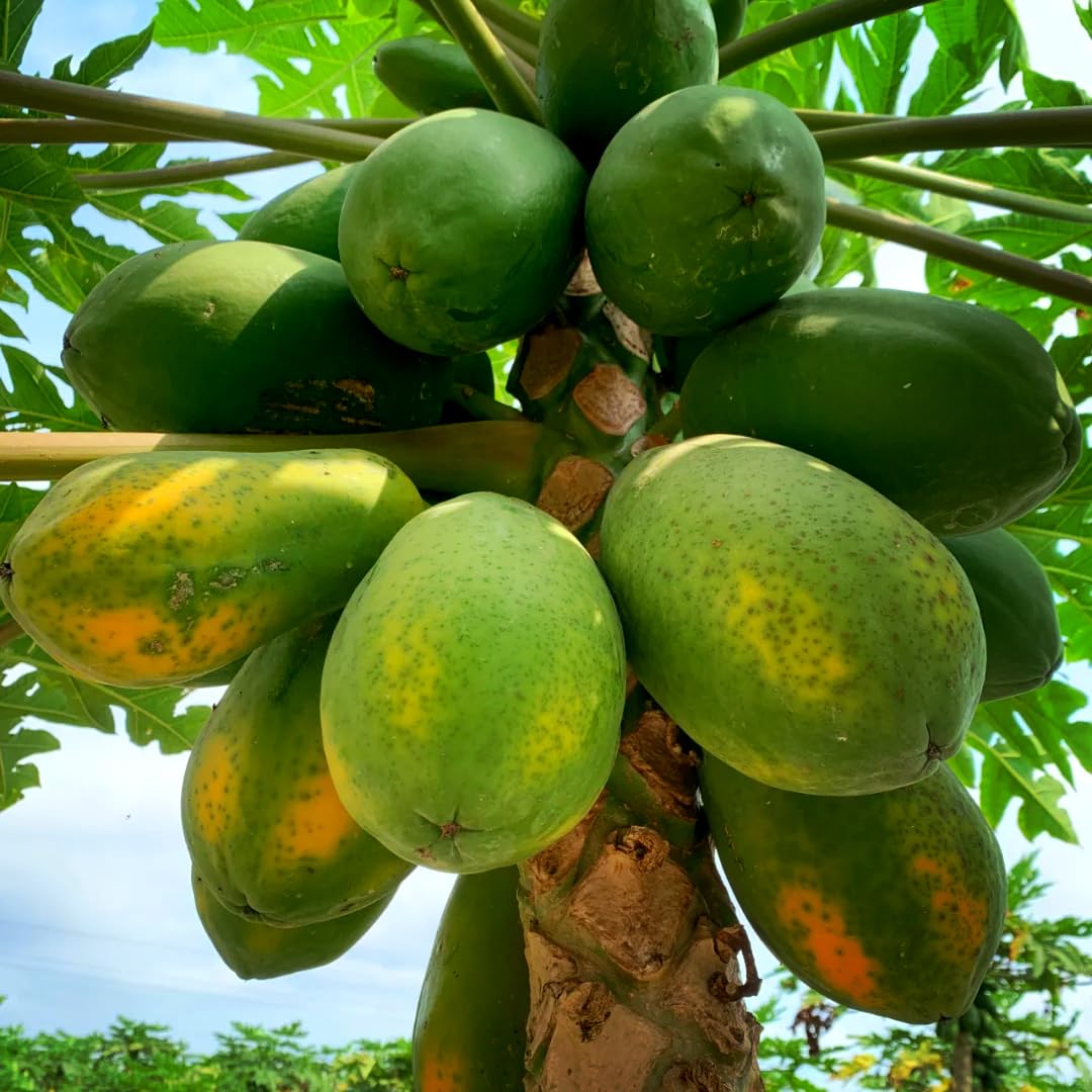 Mixrug papaya seedling in a pot for indoor growth or patio gardening.