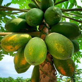 Mixrug papaya seedling in a pot for indoor growth or patio gardening.