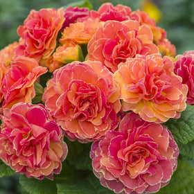 Mixrug primrose seeds with delicate double blooms and fragrance for a vibrant border