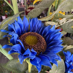 Mixrug Quick germination in well-drained soil supports fast color in your garden