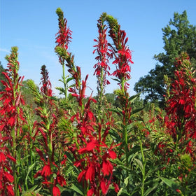 Mixrug blooms mid-summer to early fall for lasting color.