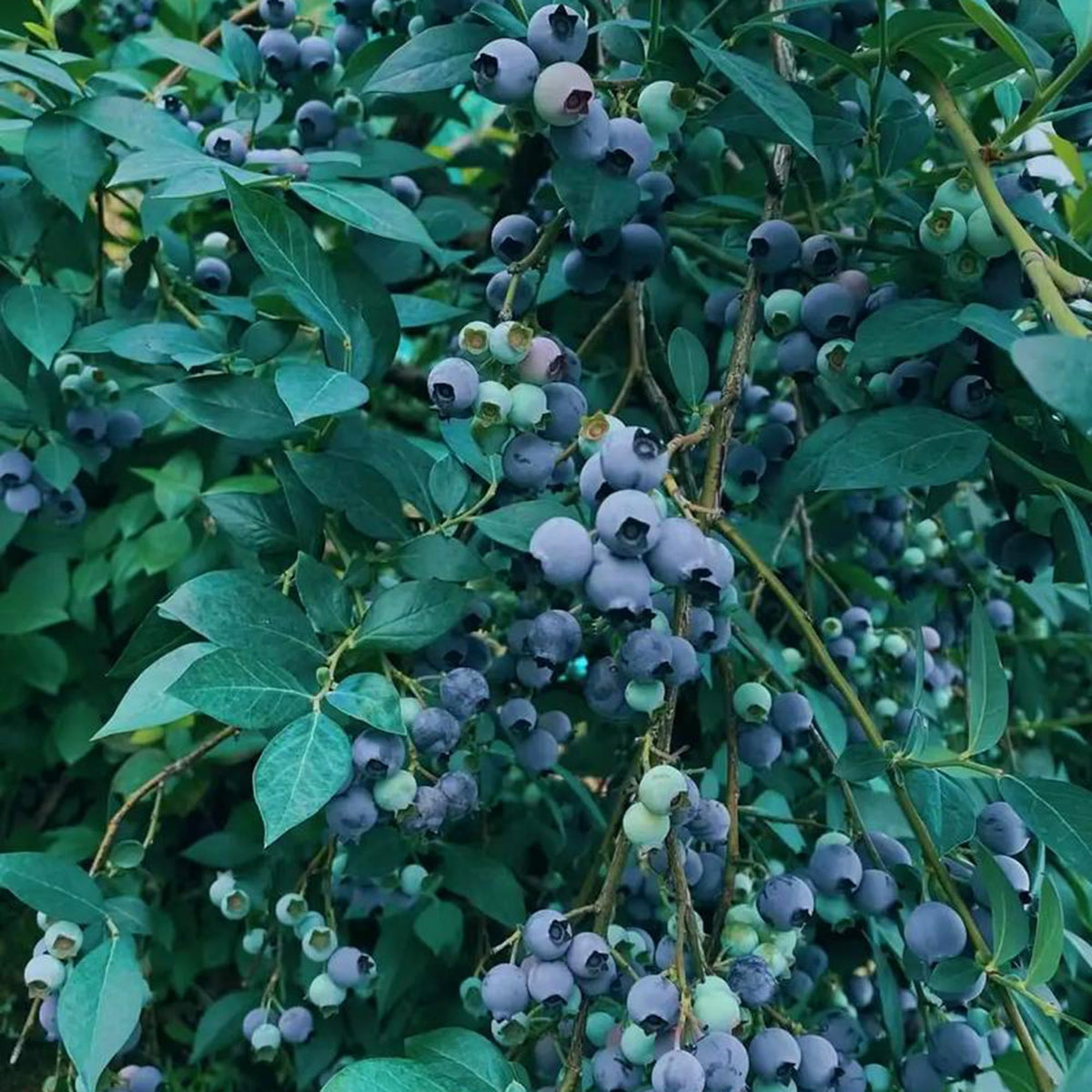 Mixrug blueberries in raised beds grow in acidic soil for rich yields and long-term harvests.