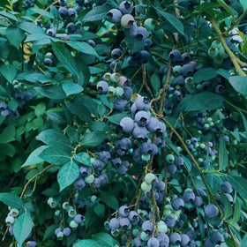 Mixrug blueberries in raised beds grow in acidic soil for rich yields and long-term harvests.