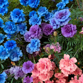 Mixrug rare marigold wildflowers bloom quickly for vibrant garden color.