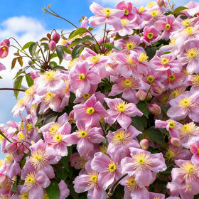 Mixrug rare perennial clematis flowers showcase vibrant color for garden borders.