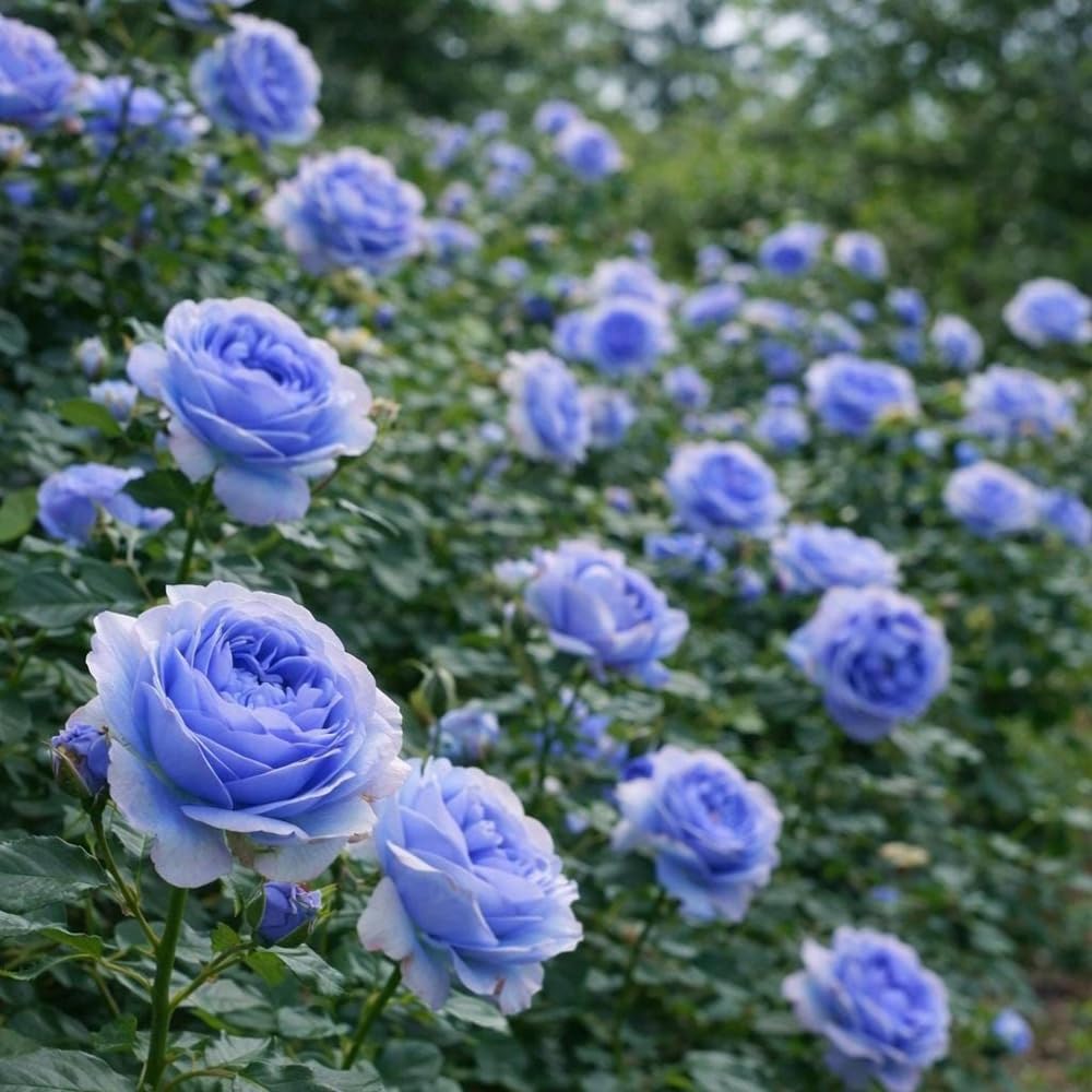 Mixrug rare rose seeds bloom with striking color for dramatic display