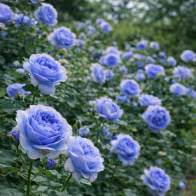 Mixrug rare rose seeds bloom with striking color for dramatic display