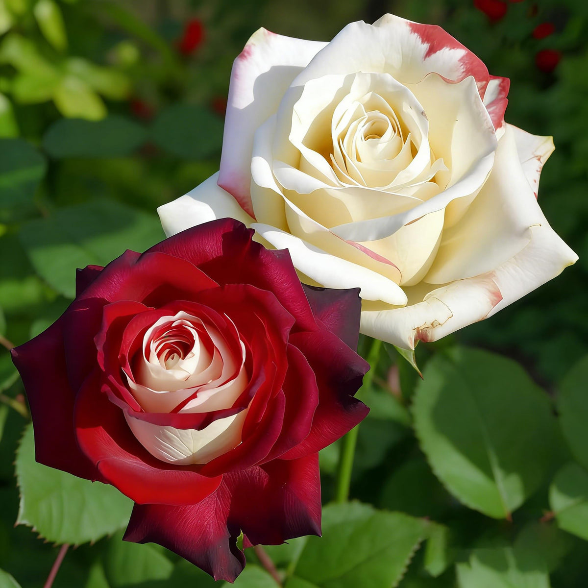 Mixrug rare twin red white rose bloom close-up with detailed petals