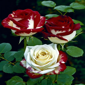 Mixrug seeds suited for container or raised bed planting for flexible gardening