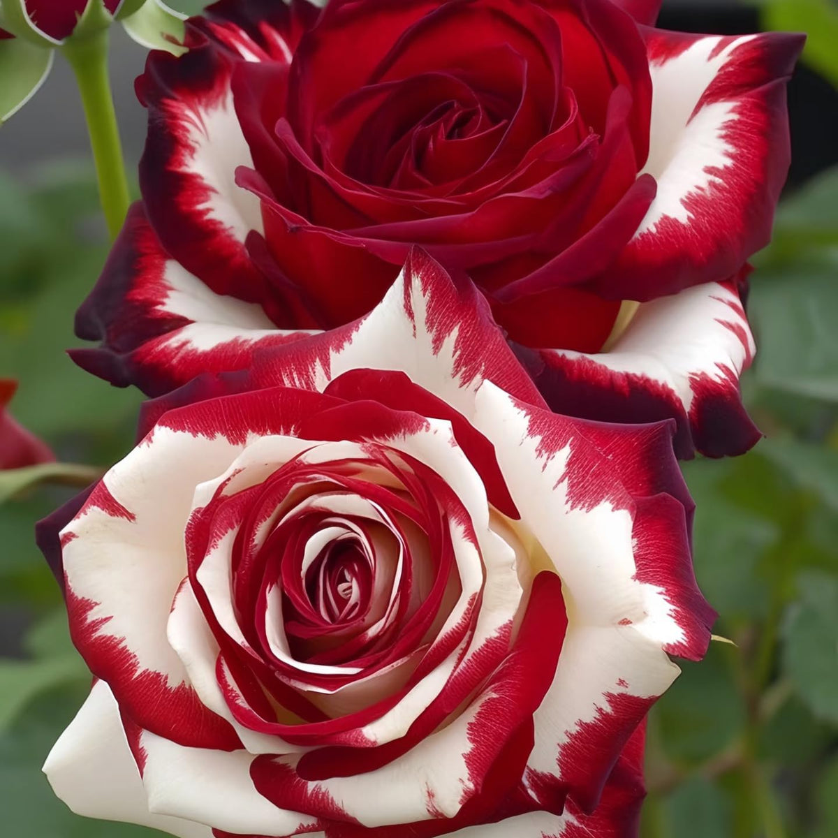 Mixrug roses emit a sweet fragrance attracting pollinators in a garden