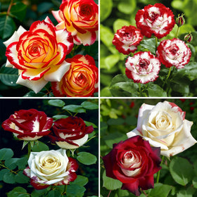 Mixrug Rare Twin Red White Rose seeds pack ready for planting to brighten borders