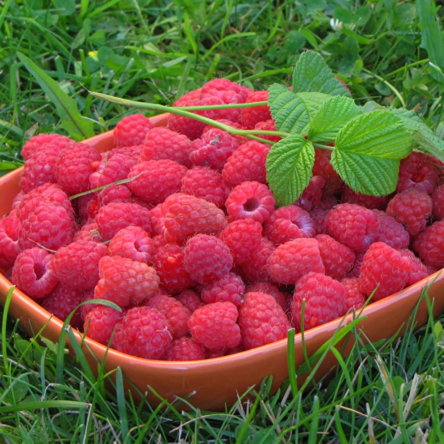 Mixrug Raspberry Seeds 200+ seeds pack for abundant raspberry plants