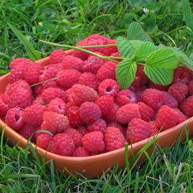 Mixrug Raspberry Seeds 200+ seeds pack for abundant raspberry plants