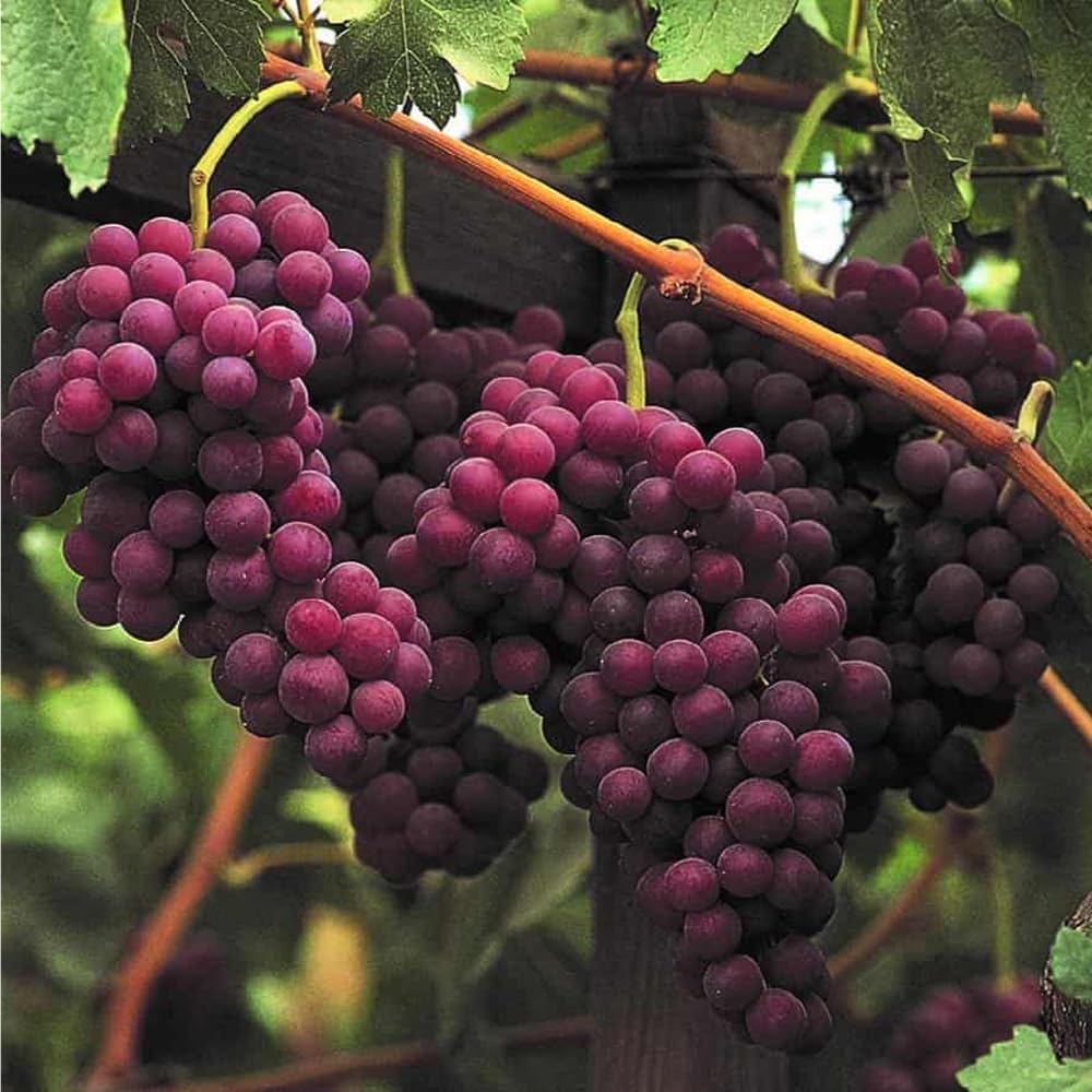 Mixrug raspberry seeds close-up ideal for starting edible fruit beds