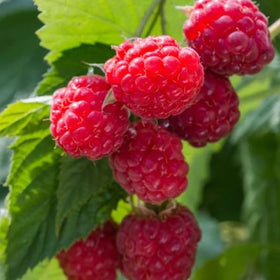 Mixrug Raspberry Seeds berries ideal for desserts and fresh snacking