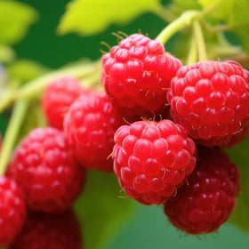 Mixrug Raspberry Seeds non-GMO heirloom for authentic flavor and quality