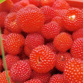 Mixrug Raspberry Seeds perennial plants thriving in Zones 5–8