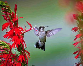 Mixrug red cardinal flower bloom close-up attracts pollinators in the garden.