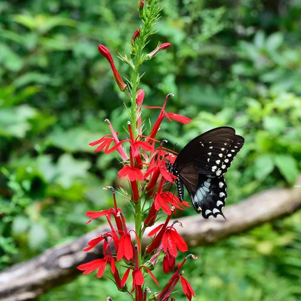 Mixrug red cardinal flower plant vertical stem adds vertical interest to borders.