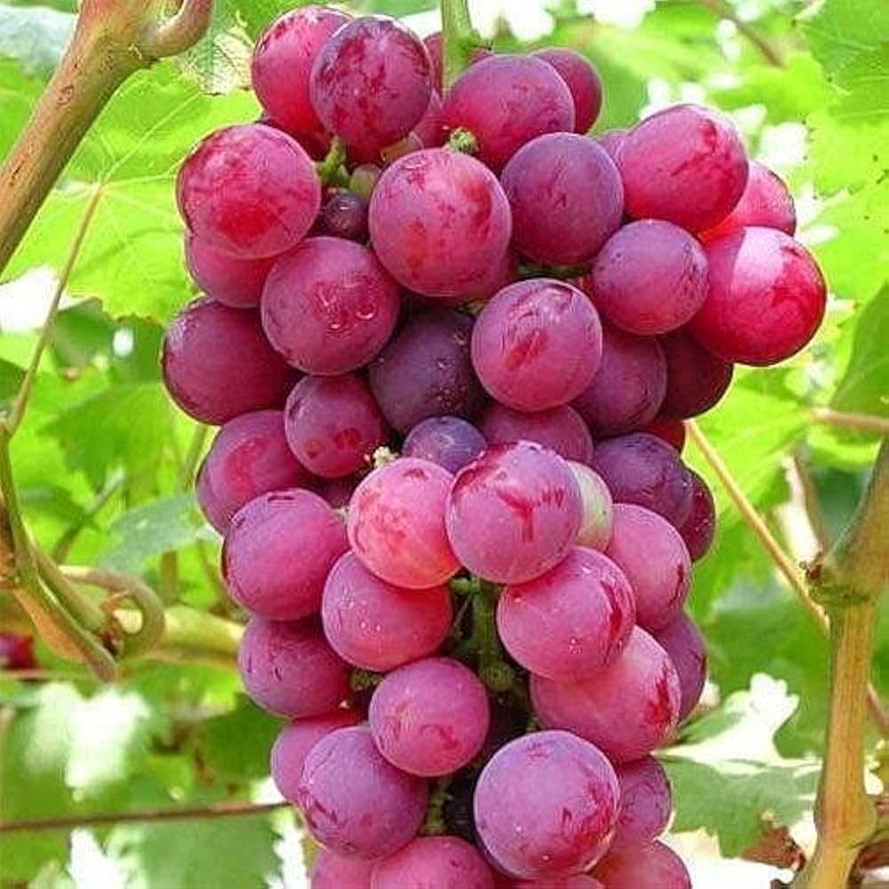 Mixrug red grape seeds germination for home gardens, enables fresh fruit.