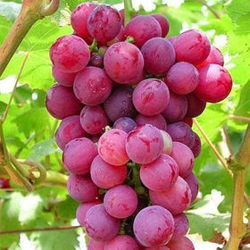 Mixrug red grape seeds germination for home gardens, enables fresh fruit.