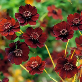 Mixrug rich cosmos blooms—dramatic color contrast against silver foliage