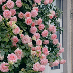 Mixrug rose bush seeds add ornamental value to borders and trellises.