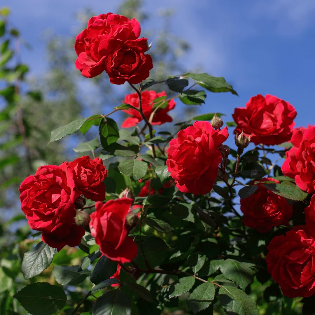 Mixrug rose pruning in spring shapes growth for better flowering.