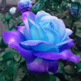 Mixrug rose seeds for outdoor planting show rare blooms and garden focal point