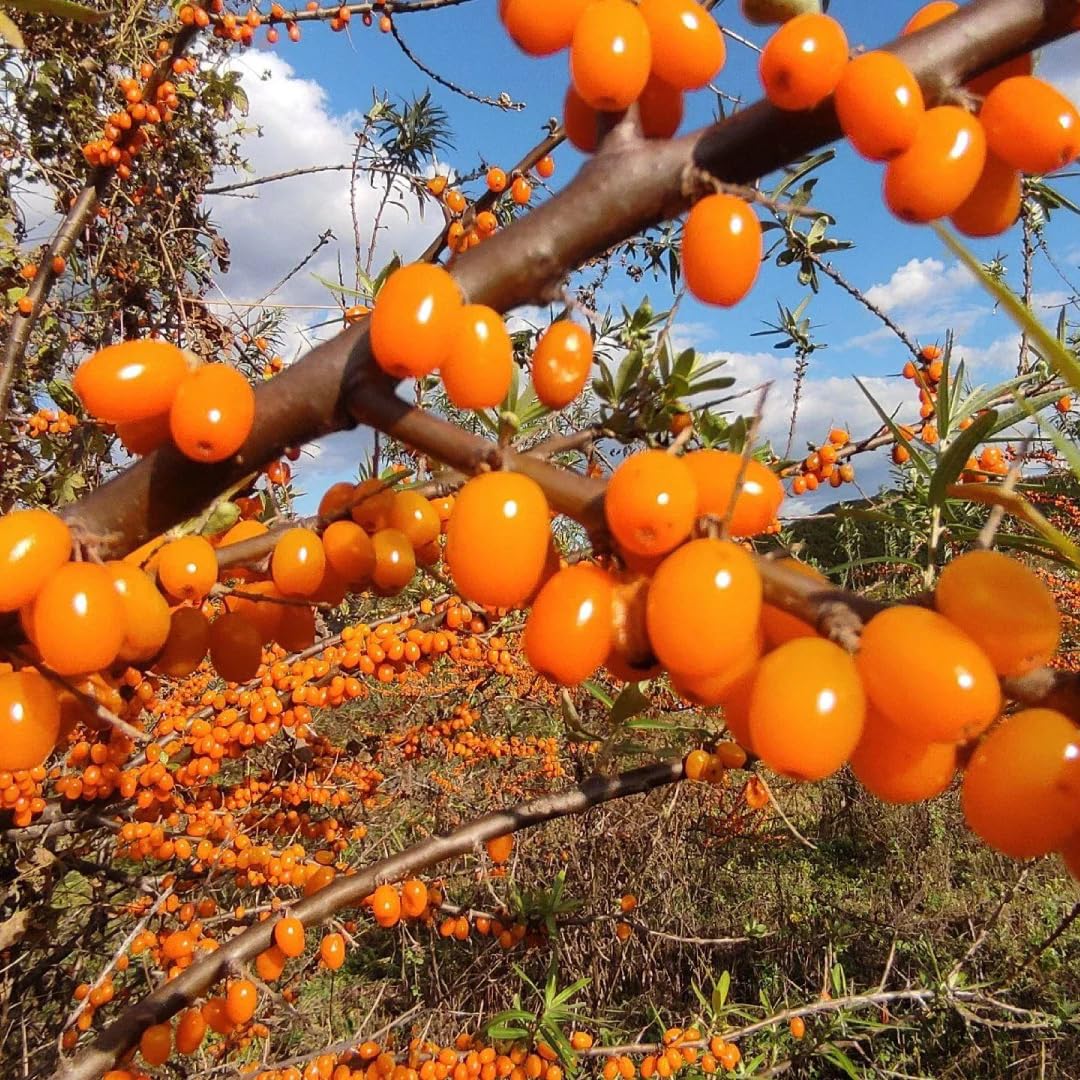 Mixrug sea buckthorn fruit tree in early growth stage in garden providing edible shade