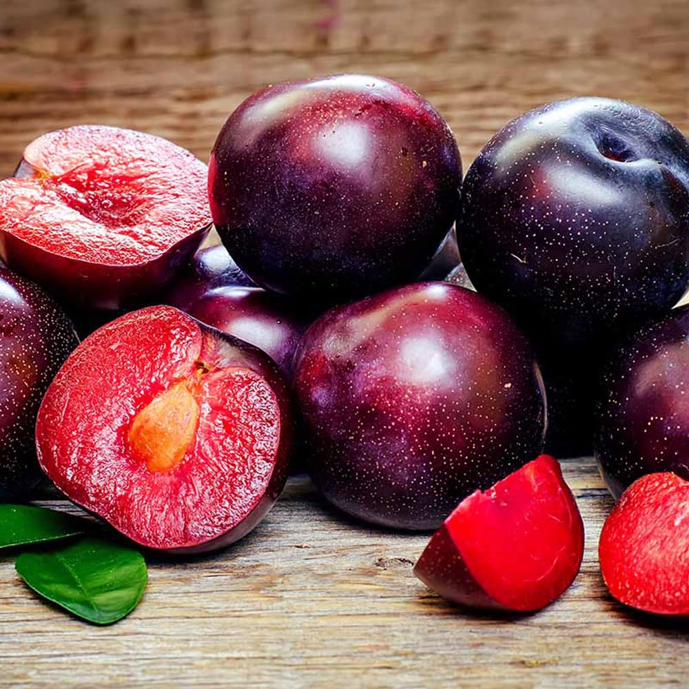Mixrug seed packet for American Red Plum with clear planting instructions.