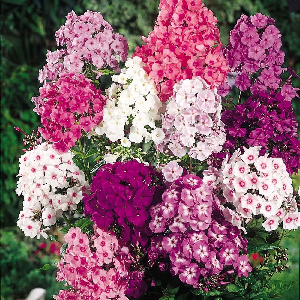 Mixrug sowing guide highlights spacing 10 to 12 inches between plants for best coverage.