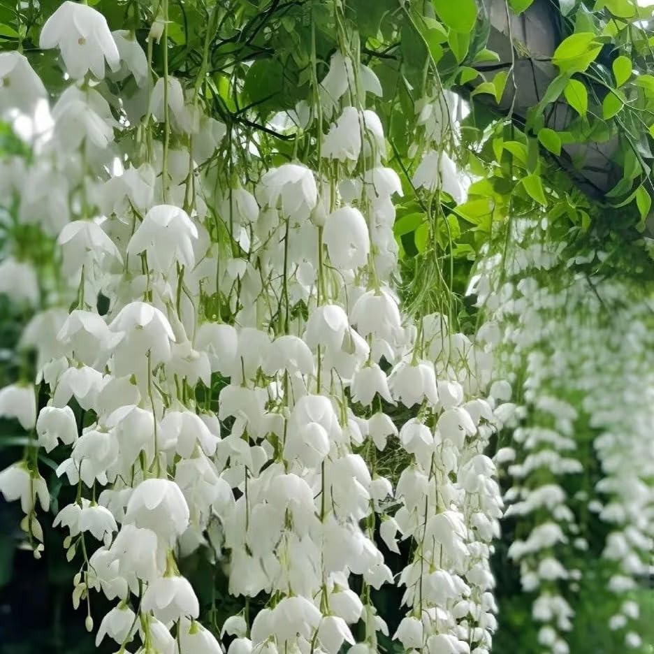 Mixrug seed-starting medium: even sowing and light coverage promote germination.