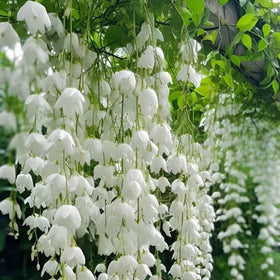 Mixrug seed-starting medium: even sowing and light coverage promote germination.