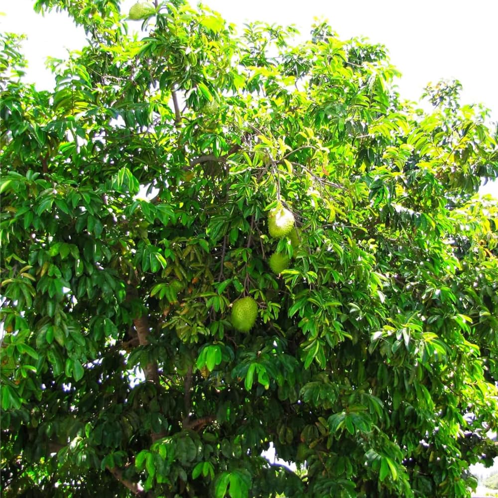 Mixrug soursop fruit pulp sample hints at creamy texture.