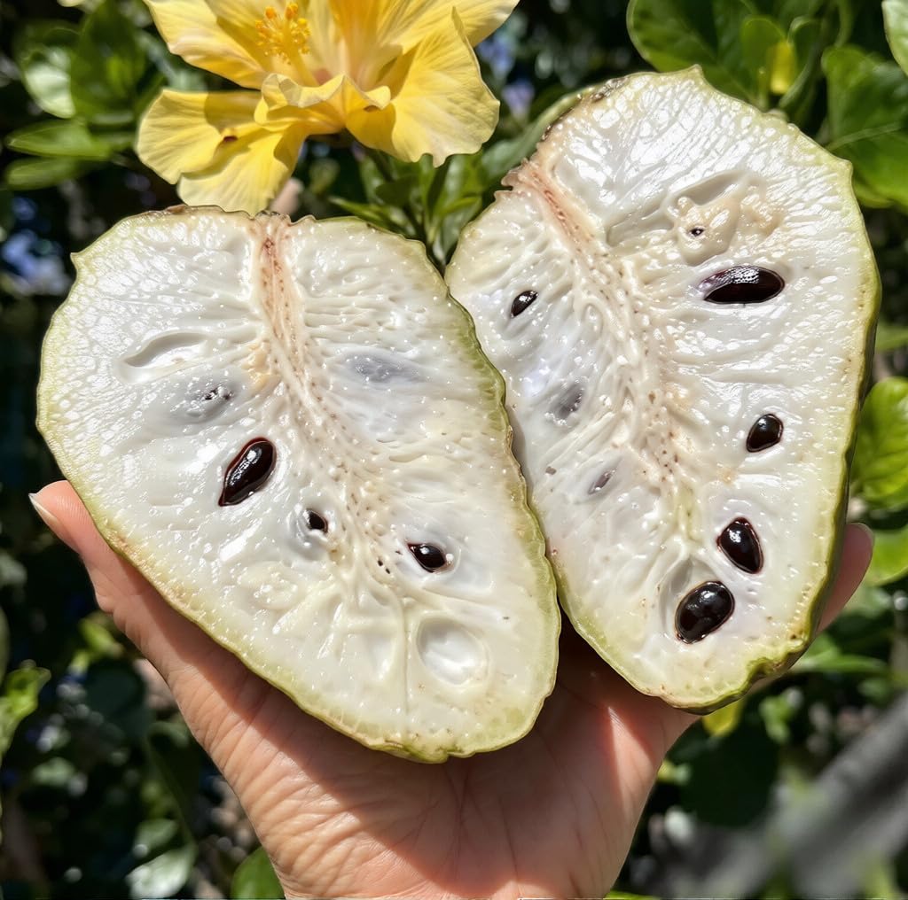 Mixrug soursop leaves photo highlighting glossy foliage and fragrance.