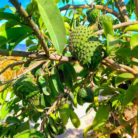 Mixrug soursop seed batch spread for starting new trees, ideal for patios.