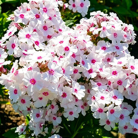 Mixrug pruning guide image showing how to encourage a second bloom after initial flowering.