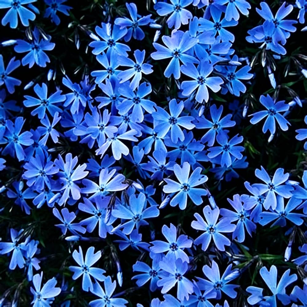 Mixrug creeping phlox blooms in spring forming a colorful cushion on slopes and rock gardens.