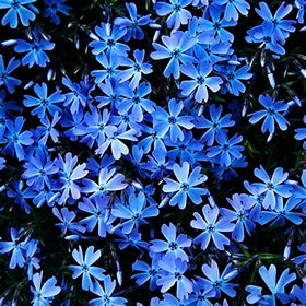 Mixrug creeping phlox blooms in spring forming a colorful cushion on slopes and rock gardens.