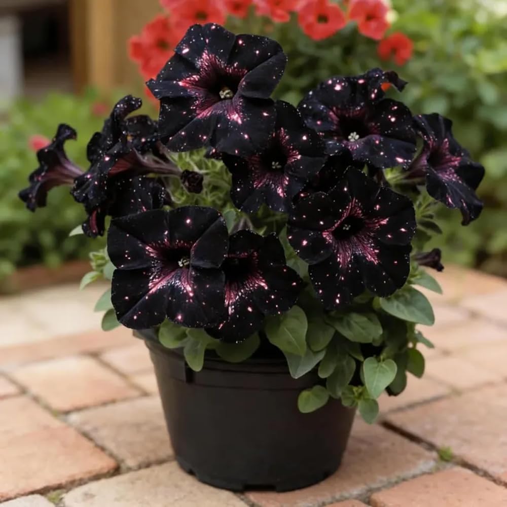 Mixrug spring to frost bloom potential in home gardens