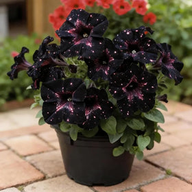 Mixrug spring to frost bloom potential in home gardens