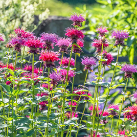 Mixrug durable perennial elevates sunny borders with seasonal color.