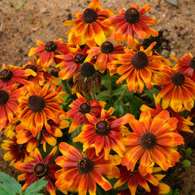 Mixrug blooms reach 24-30 inches tall for borders in sun.