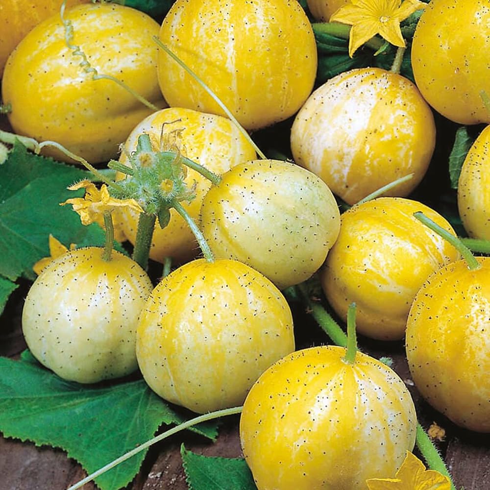 Mixrug tennis-ball shaped cucumber fruit ready for fresh eating