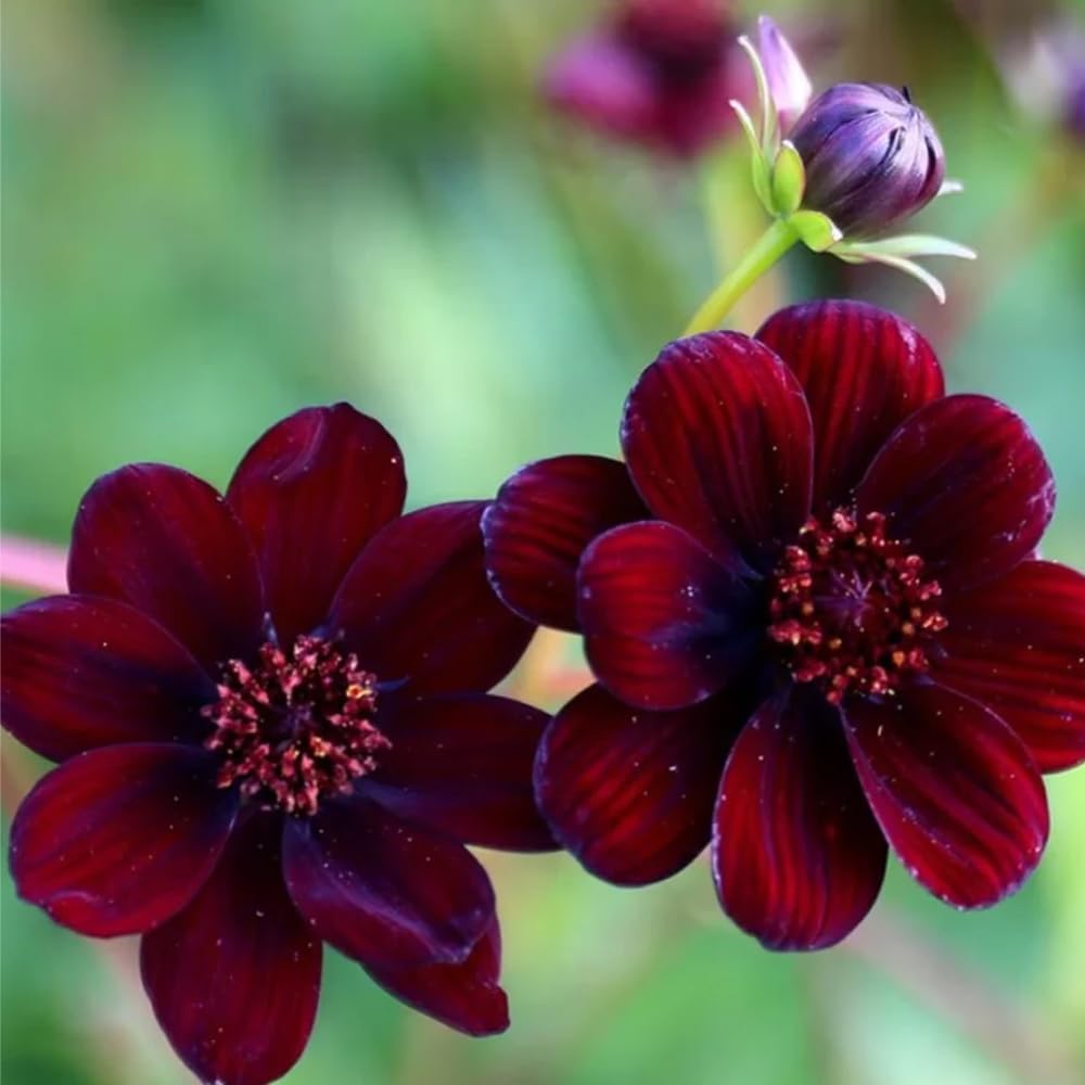 Mixrug tuberous cosmos—reliable perennial performance in warm climates season after season