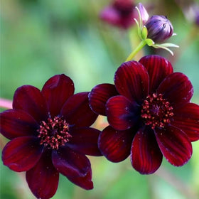 Mixrug tuberous cosmos—reliable perennial performance in warm climates season after season