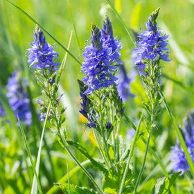Mixrug Veronica seeds thrive in USDA zones 3 to 8 for adaptable planting.