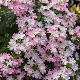 Mixrug verbena groundcover plants show dense spreading habit for weed suppression.